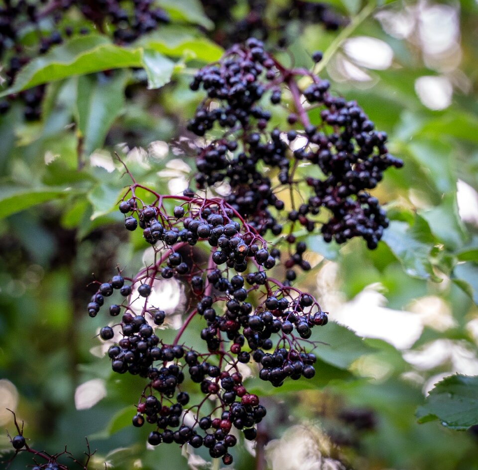 Berries holder bush fruits