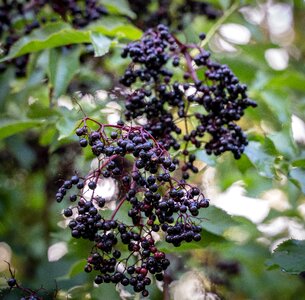 Berries holder bush fruits