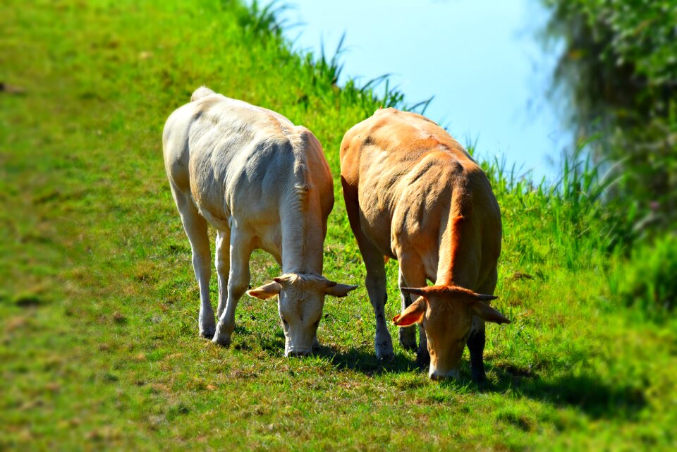 Mammal livestock grazing