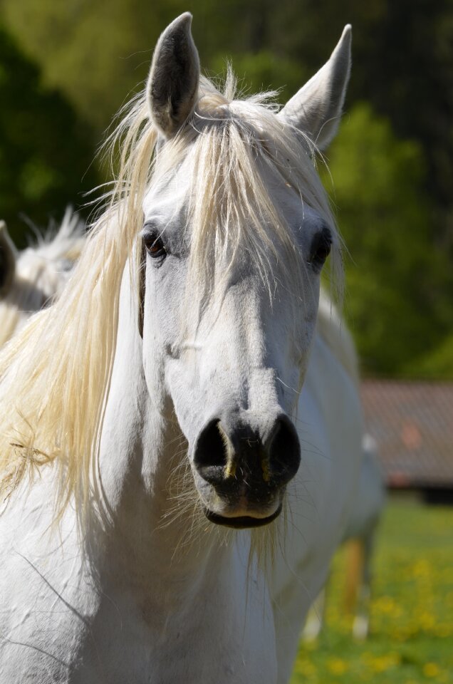 Mare horse freedom
