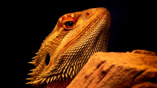 Agame head animal