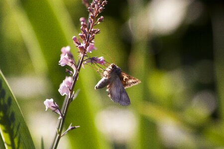 Nature moth summer photo