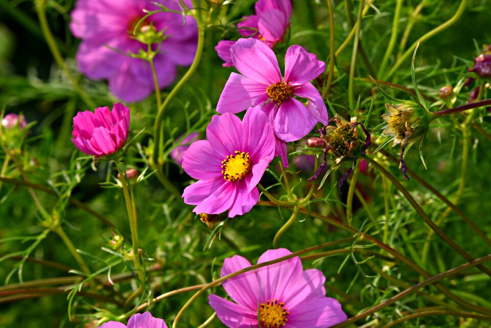 Garden cosmos mexican aster herbaceous