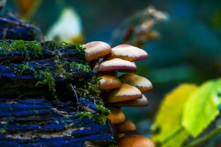 Autumn nature muscaria
