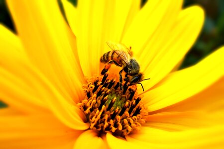 Pollination yellow flower pollen