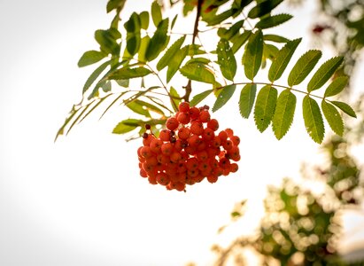 Bush tree plant