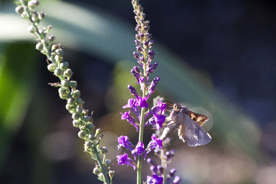 Nature moth summer