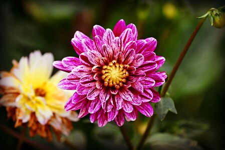 Perennial mexico national flower of mexico