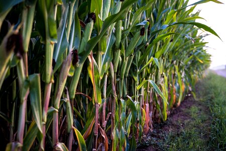 Agriculture harvest food