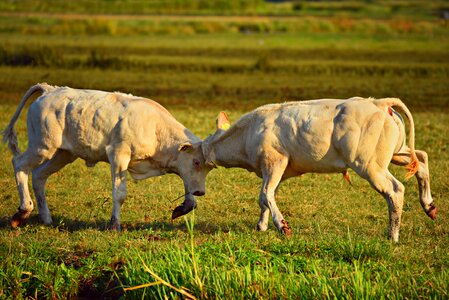 Mammal livestock fighting photo