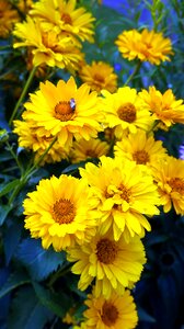 Bloom yellow nature