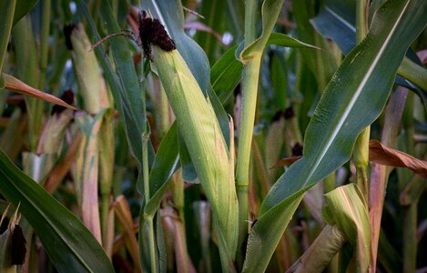 Agriculture harvest food photo