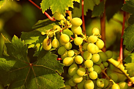 Foliage fruit wine photo