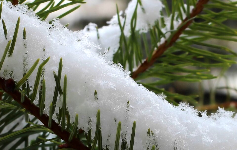 White frost snowfall