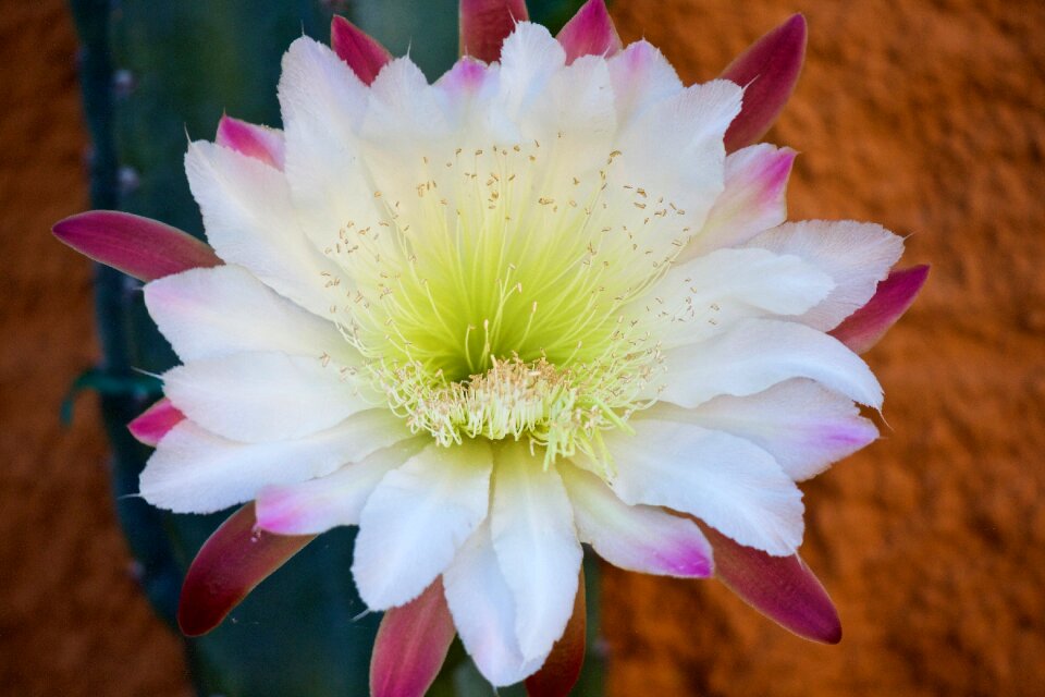 Flower thorny bloom