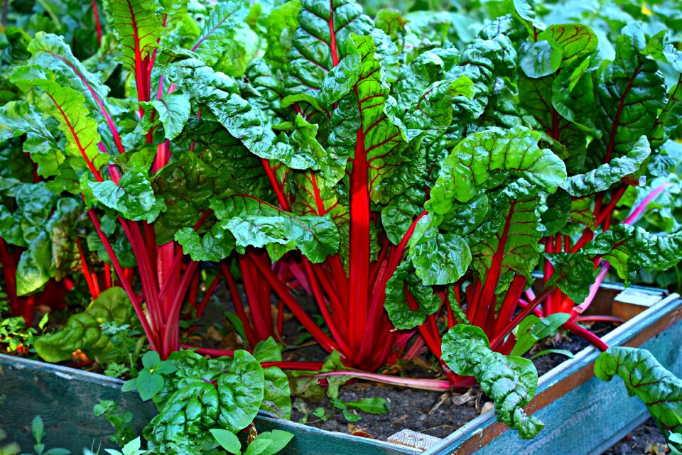 Organic fresh nutrition