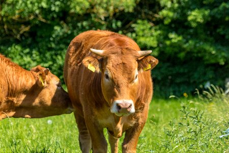 Cattle natural denmark photo