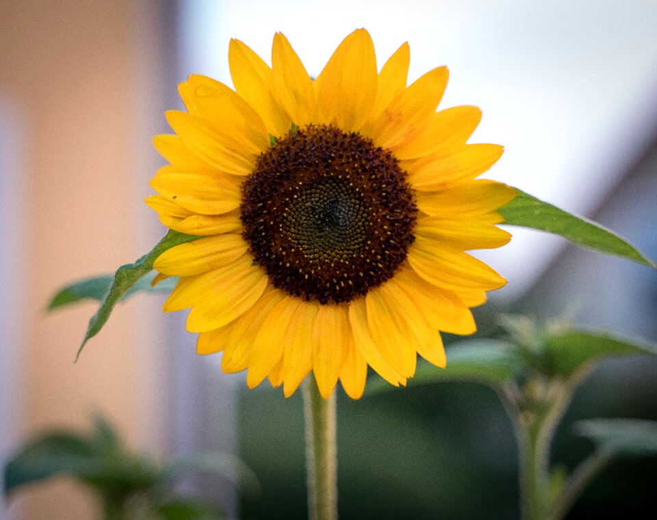 Close up nature flower
