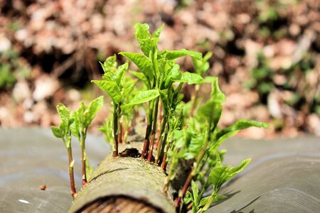 Wood strains log