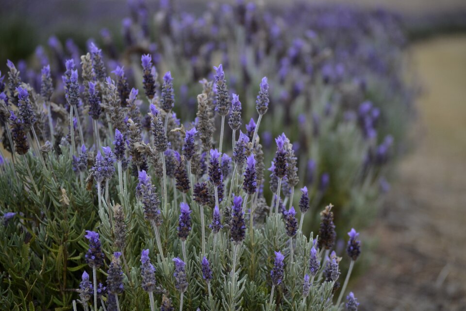 Field flower nature