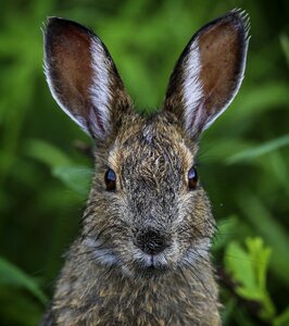 Bunny cute big ears photo