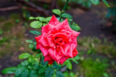 Red rose drops garden flower photo