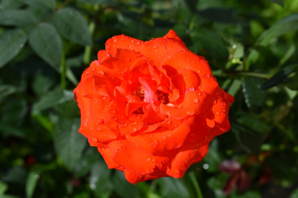Bloom beauty petals