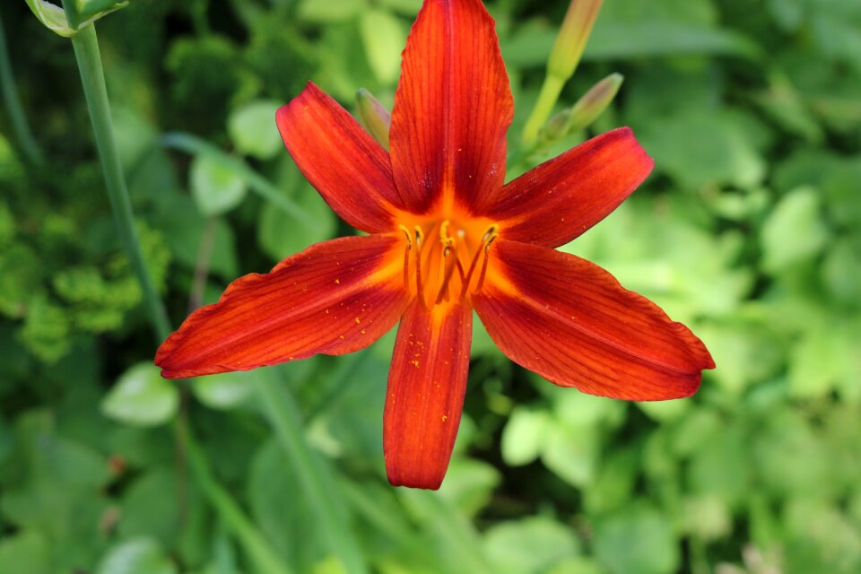 Nature bloom summer