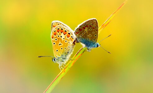 Butterfly day animals nature