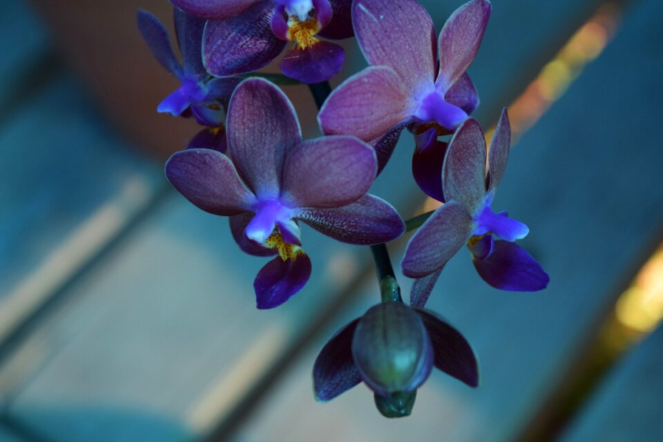Flower bloom decoration