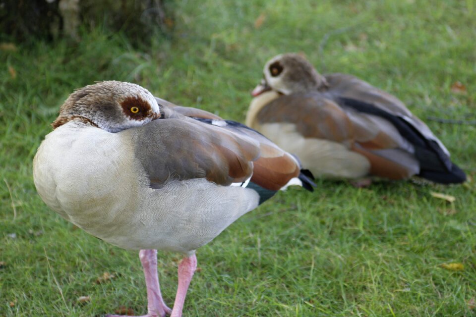 Birds pair grass
