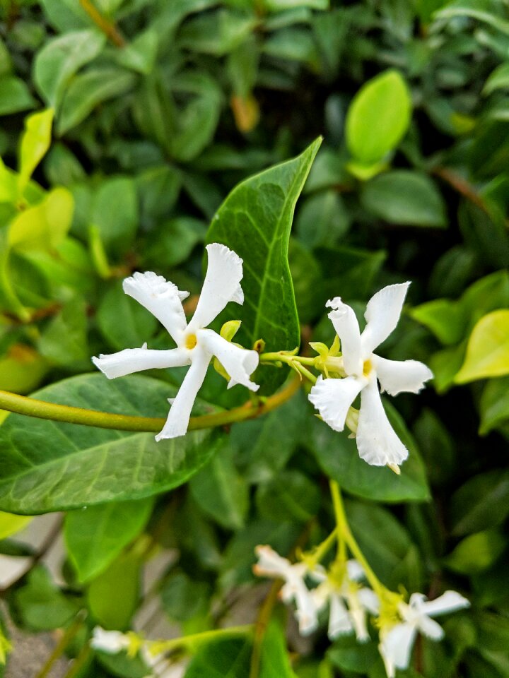 Green plant bush