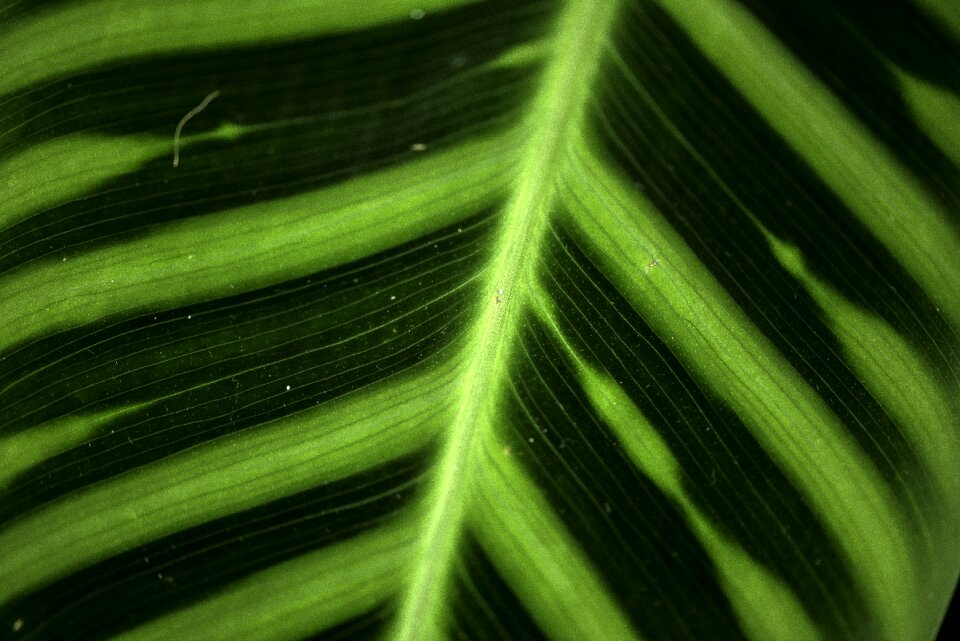 Close-up nature garden