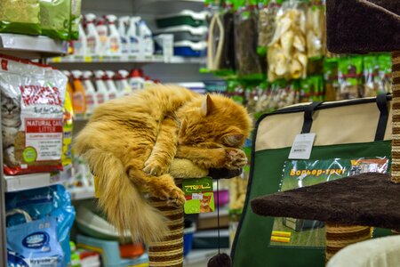Cat bed animal