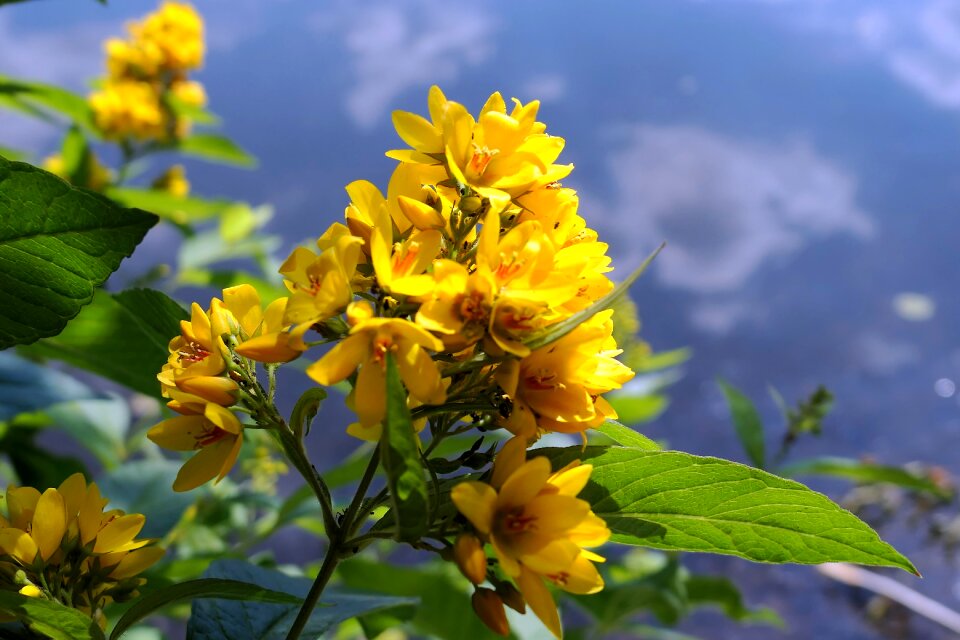 Nature water flower
