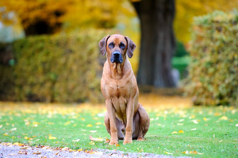 Rhodesian ridgeback hound autumn