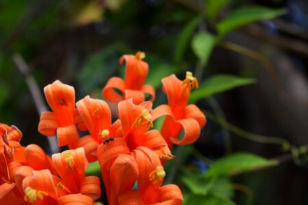 Flower nature plant