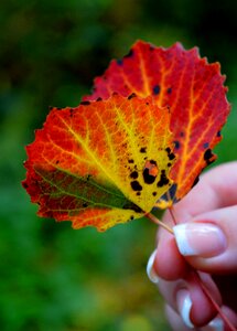 Autumn colours red yellow photo