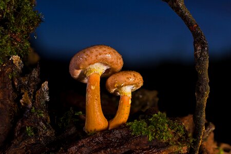 Scaly mushroom time disc fungus photo