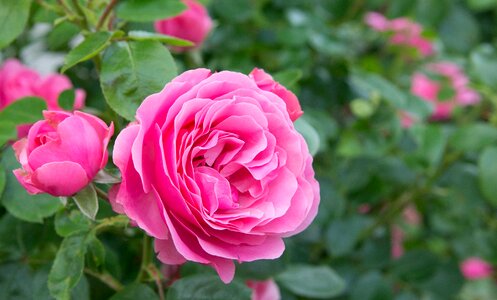 Ornamental shrub english rose pink photo