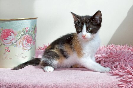 Cat cute little