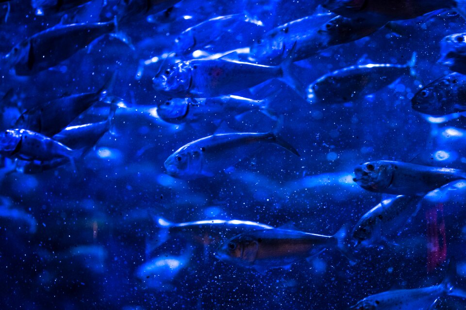 Aquarium marine shoal