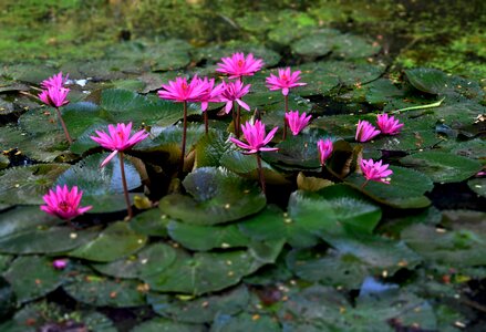 Outdoor blossom water