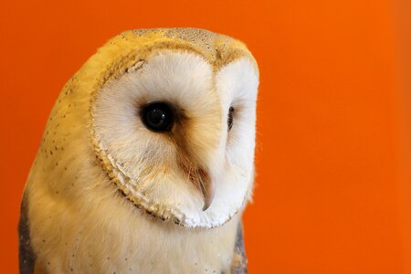 Nocturnal orange orange owl photo