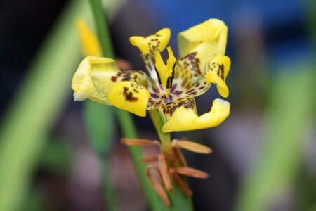 Yellow spring nature photo