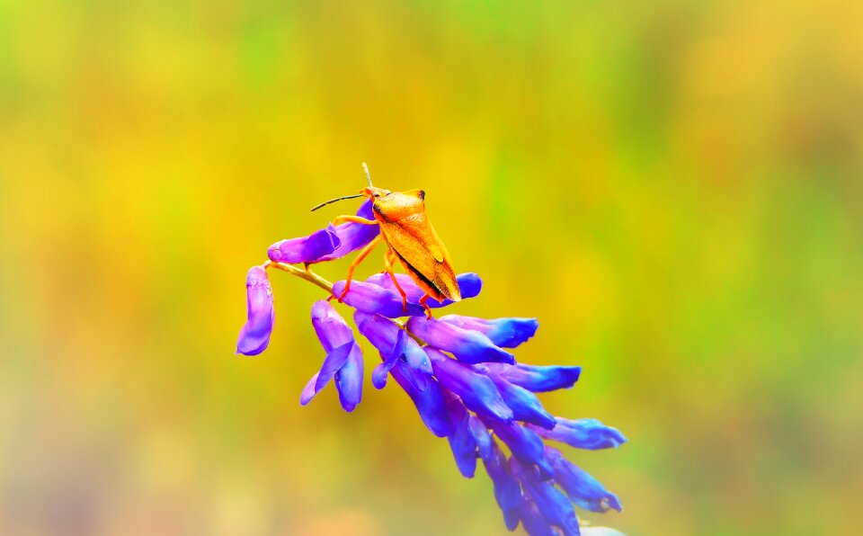 Flower animals nature
