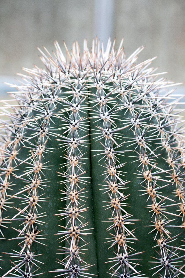 Spur cactus close up