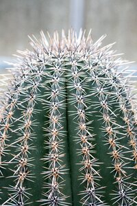 Spur cactus close up