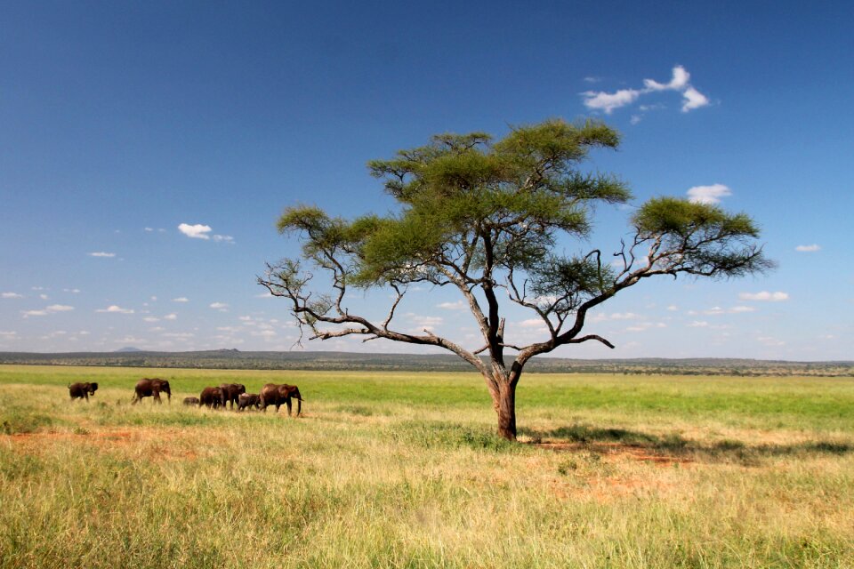 Travel tanzania safari