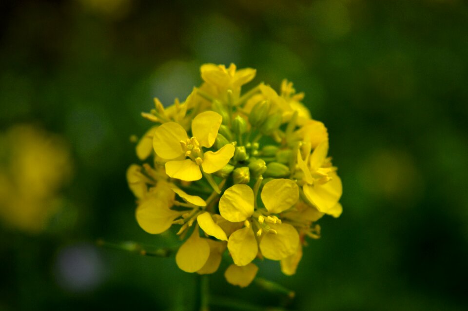 Green plant nature